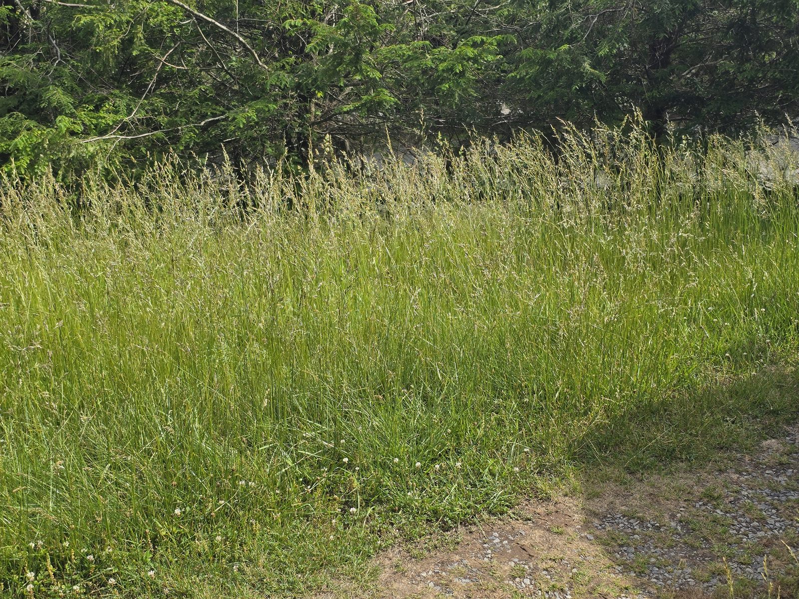 Hillside before — overgrown knee-high grass on a slope